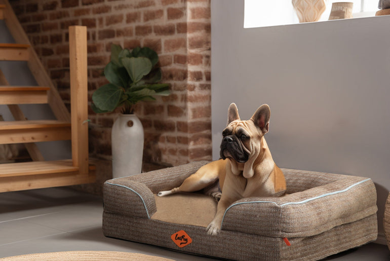 Laifug Large Orthopedic Premium Memory Foam Dog Sofa-24